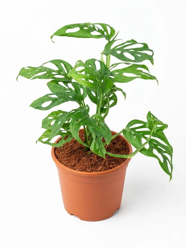 Broken_Heart_Plant