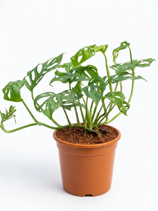 Broken_Heart_Plant