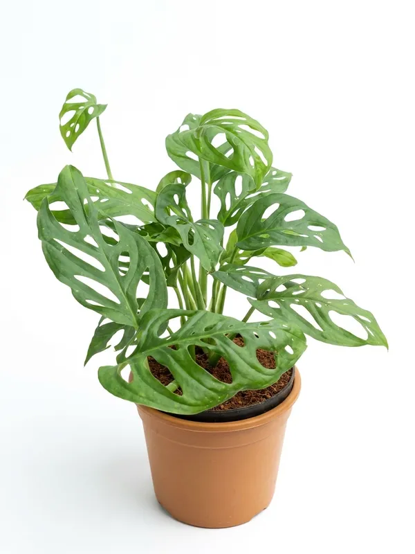 Broken_Heart_Plant