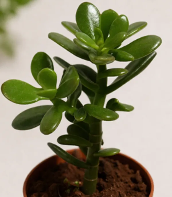 Crassula_Ovata_YDs