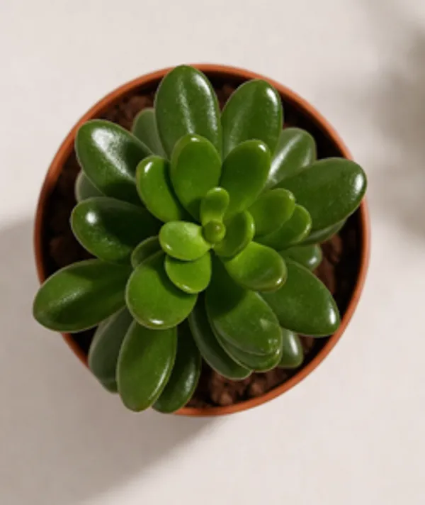Crassula_Ovata_YDs