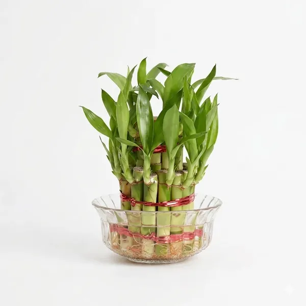 Lucky_Bamboo_2_Layer