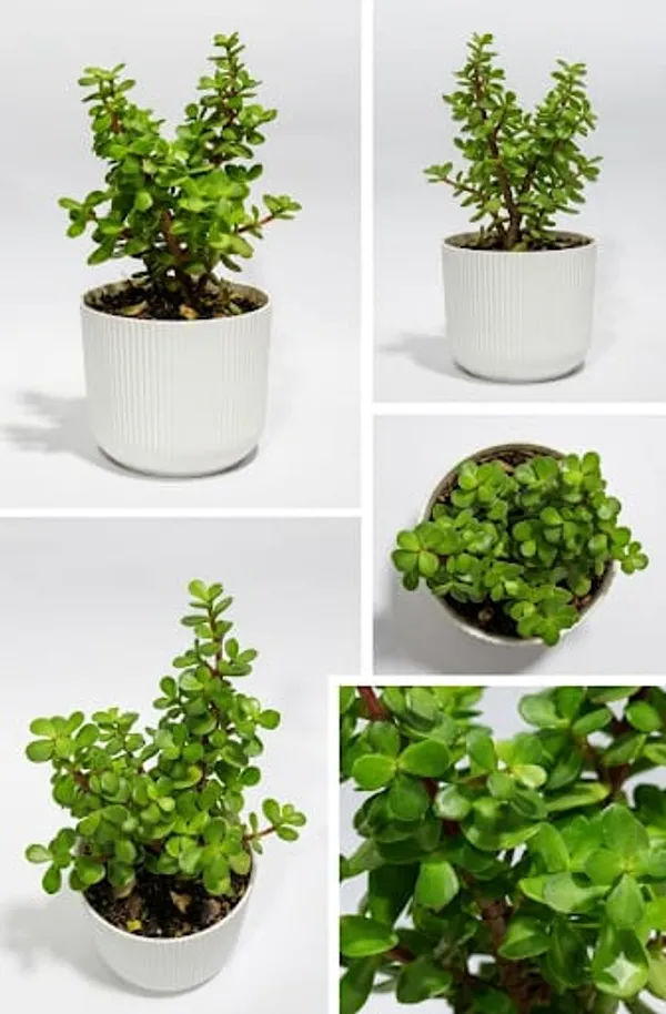 Jade_Plant_IBs