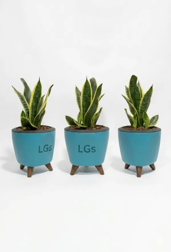 Snake_Plant_LGs