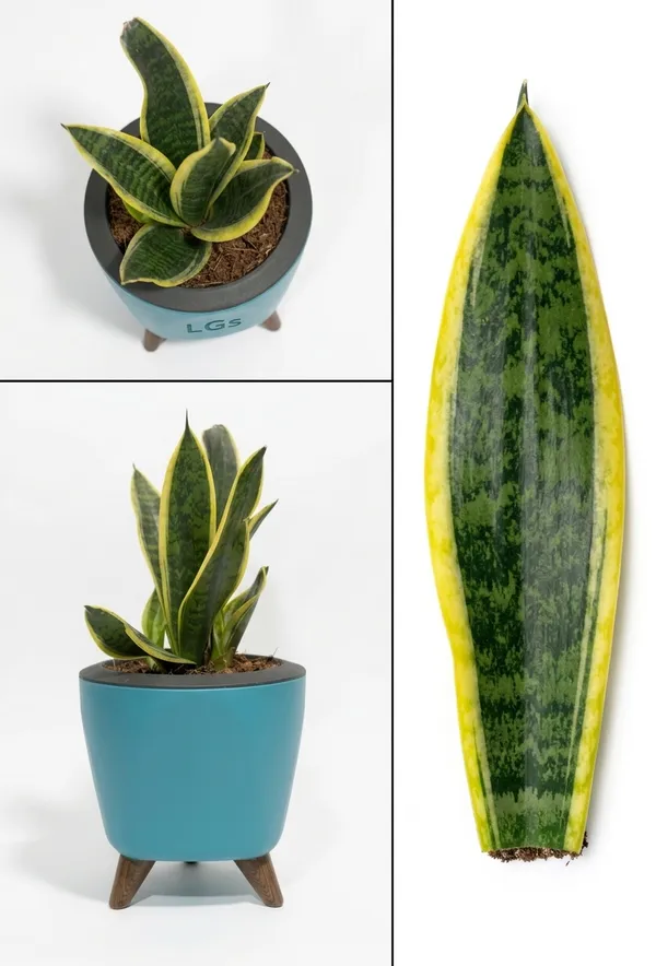 Snake_Plant_LGs