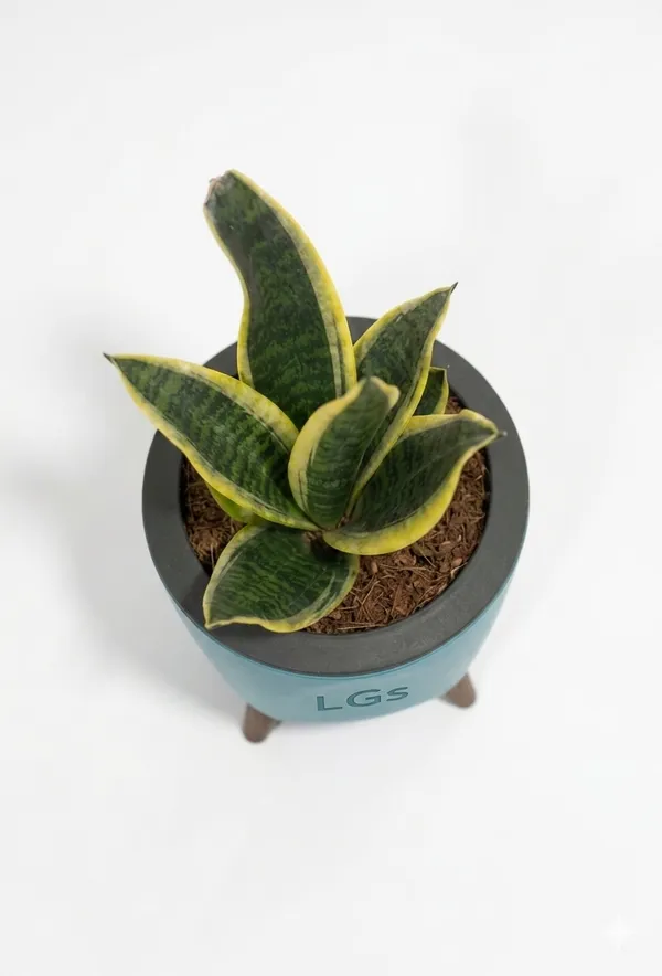 Snake_Plant_LGs