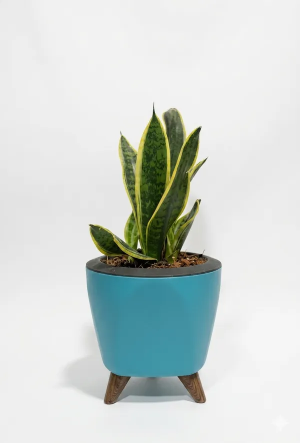 Snake_Plant_LGs