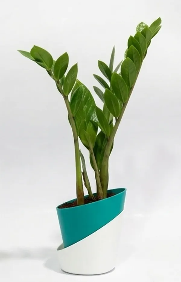 ZZ_plant_Green_ATs