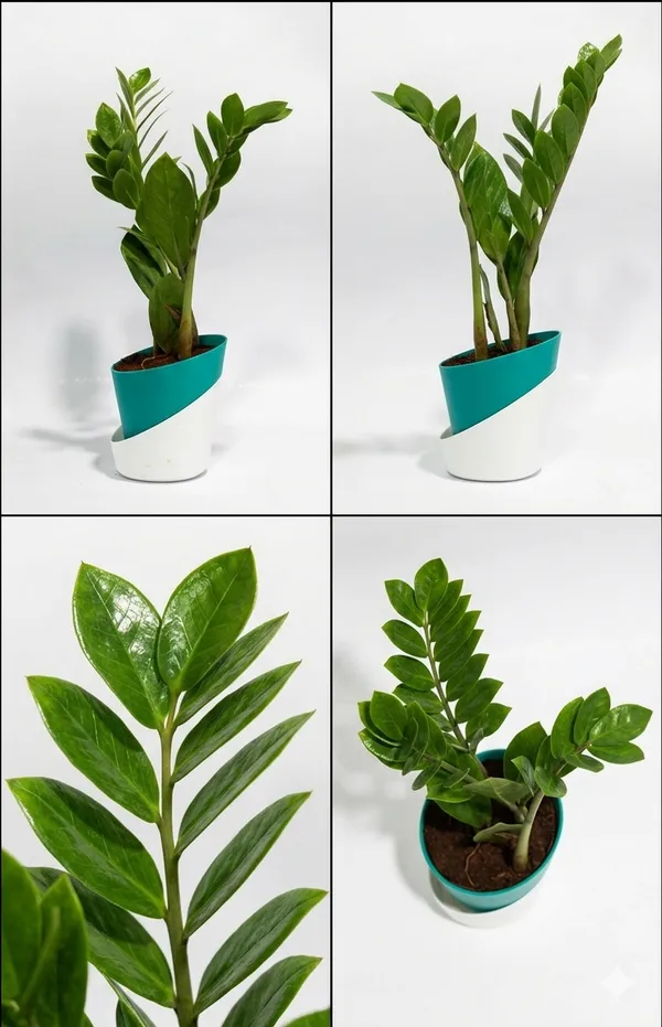 ZZ_plant_Green_ATs