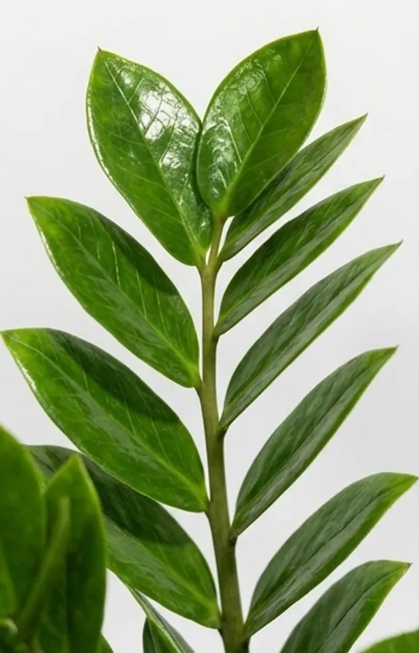 ZZ_plant_Green_ATs