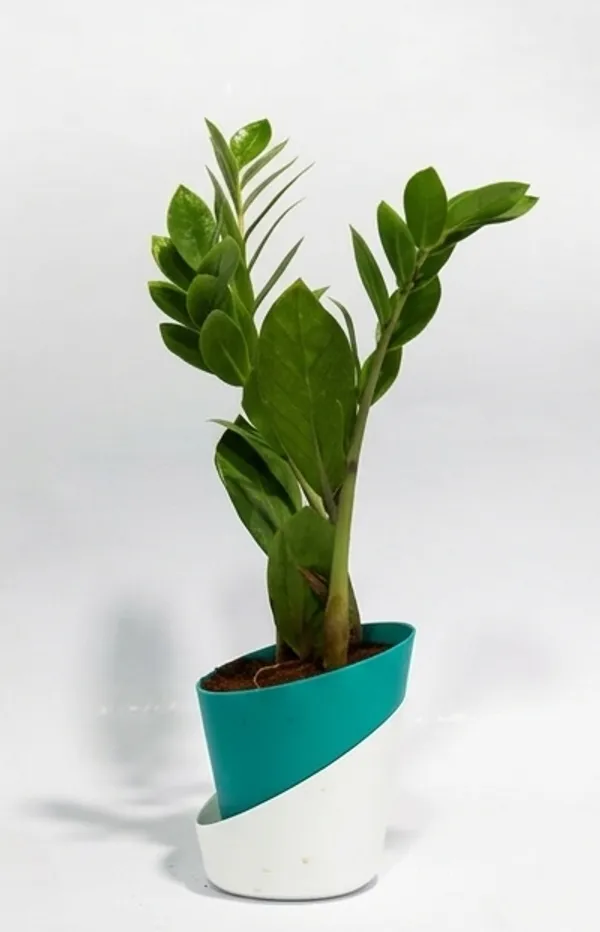 ZZ_plant_Green_ATs