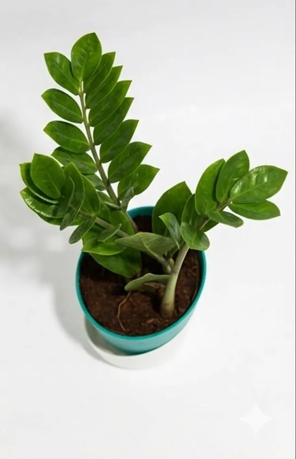 ZZ_plant_Green_ATs