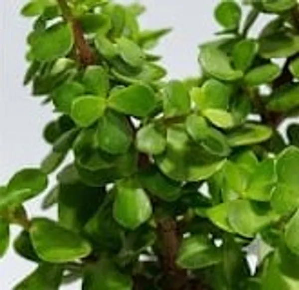 Jade_Plant_ATs
