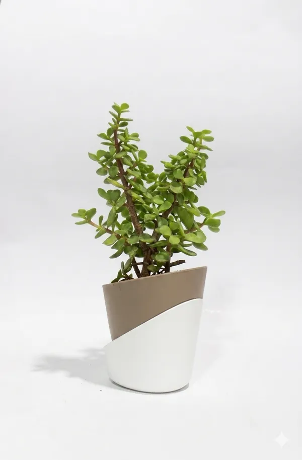 Jade_Plant_ATs
