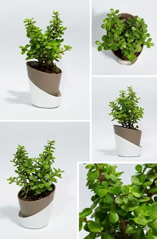 Jade_Plant_ATs