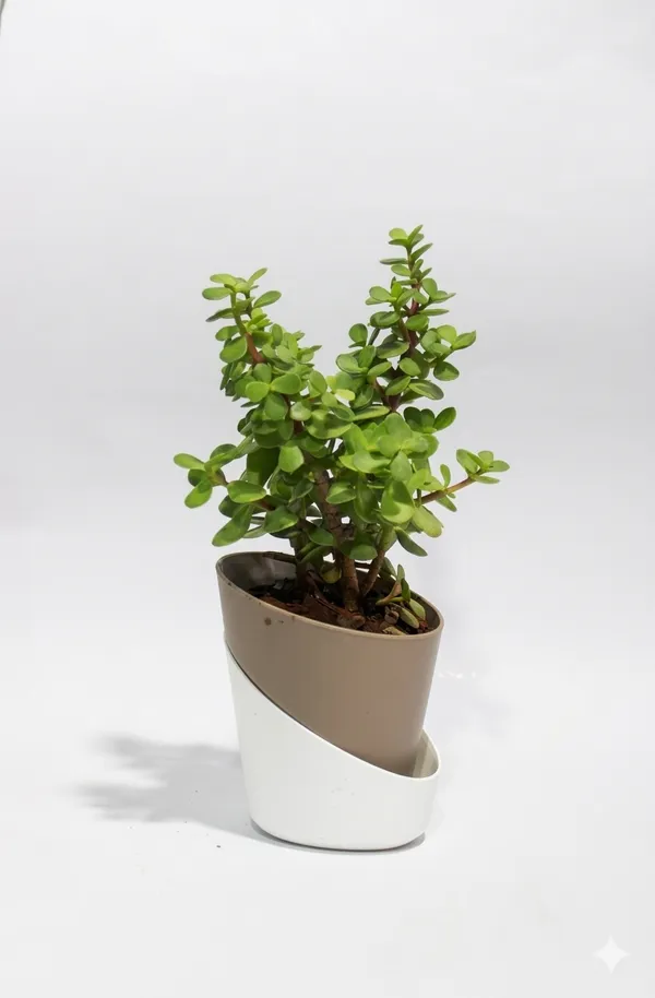 Jade_Plant_ATs