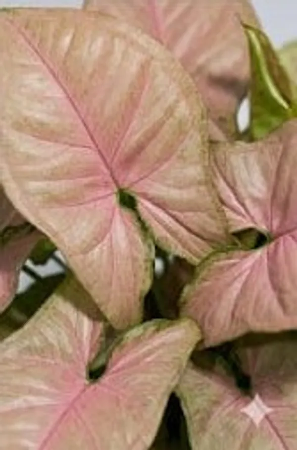 Pink_Syngonium_IBs