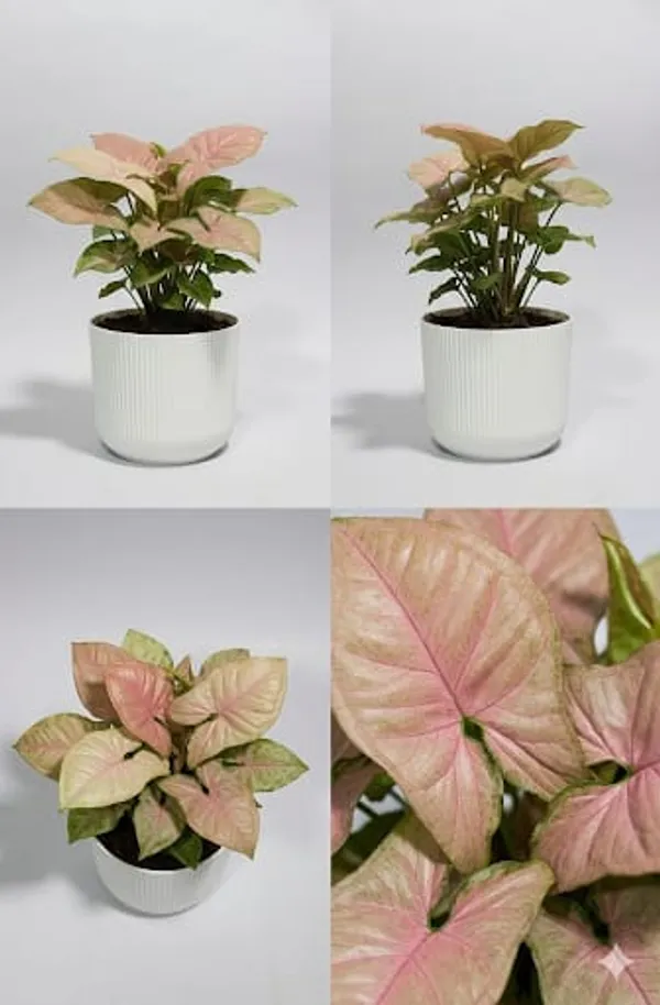 Pink_Syngonium_IBs
