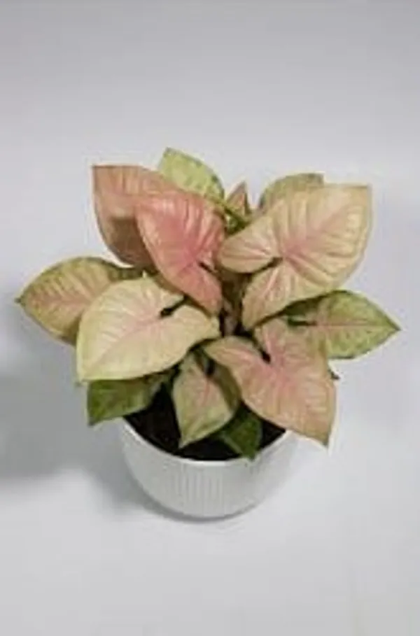 Pink_Syngonium_IBs