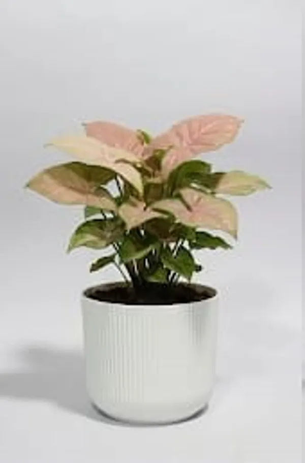 Pink_Syngonium_IBs