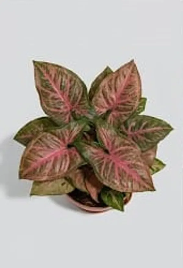 Pink_Syngonium_YDs