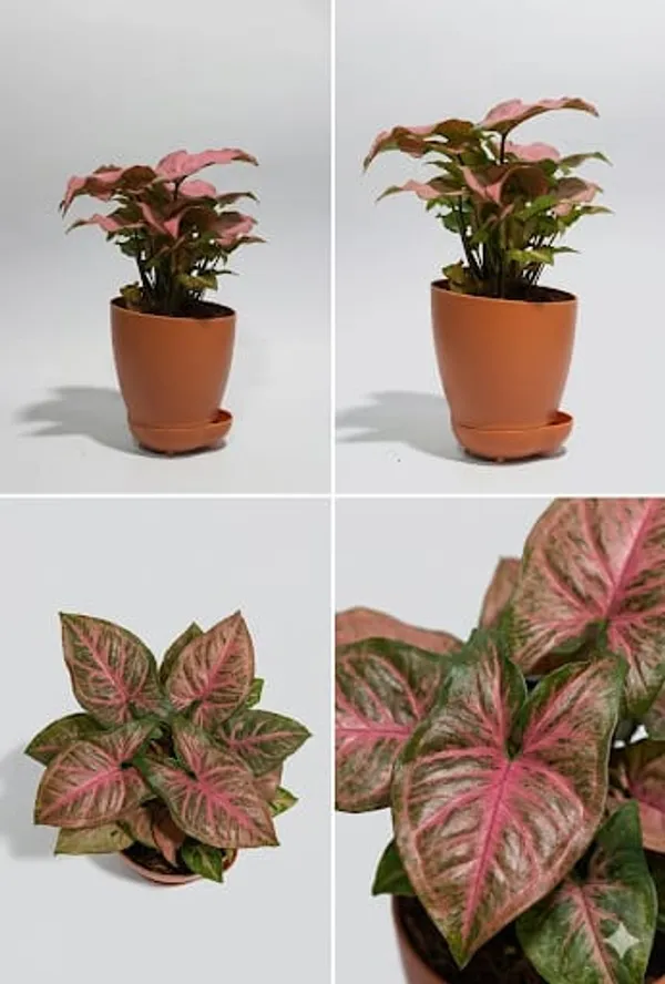 Pink_Syngonium_YDs