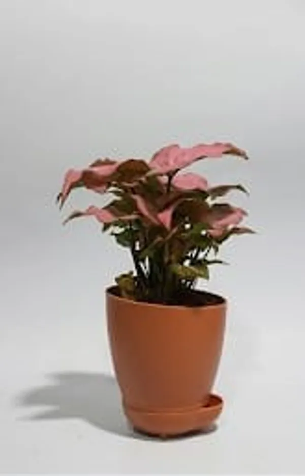 Pink_Syngonium_YDs