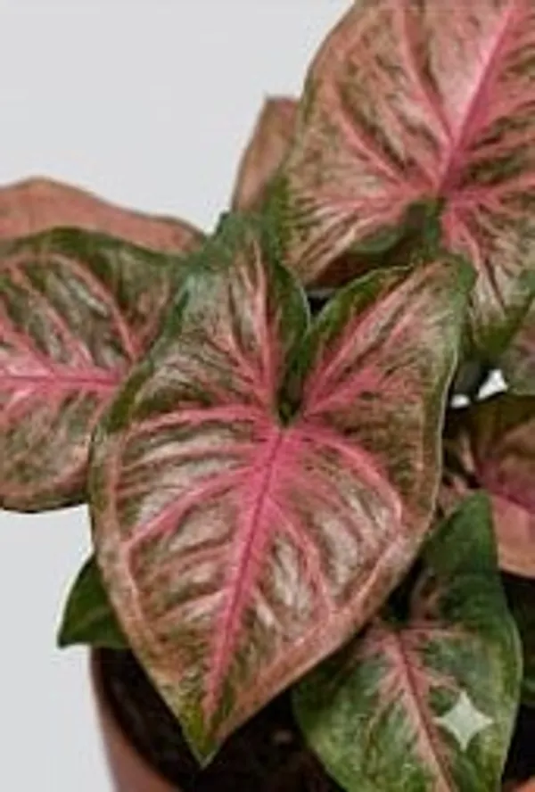 Pink_Syngonium_YDs