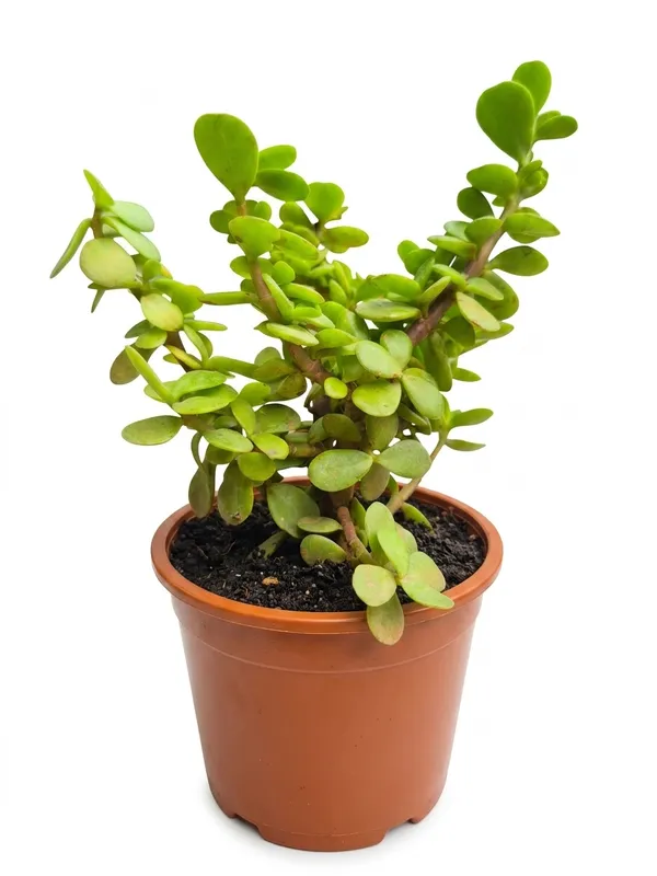Jade_PLant