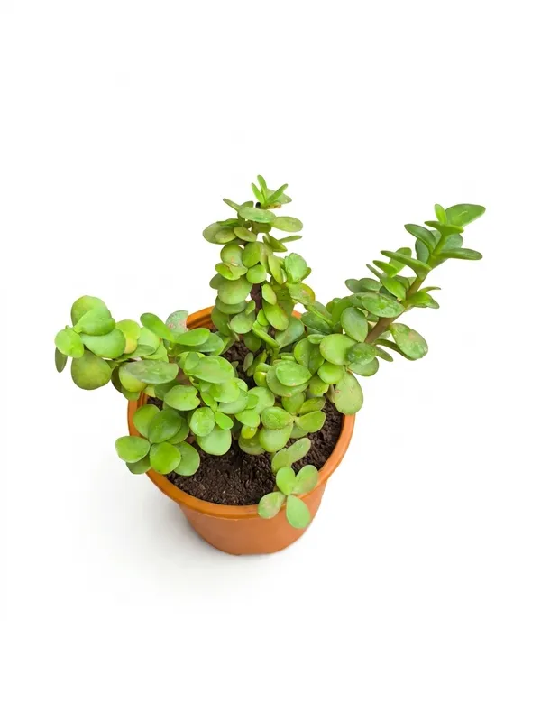 Jade_PLant