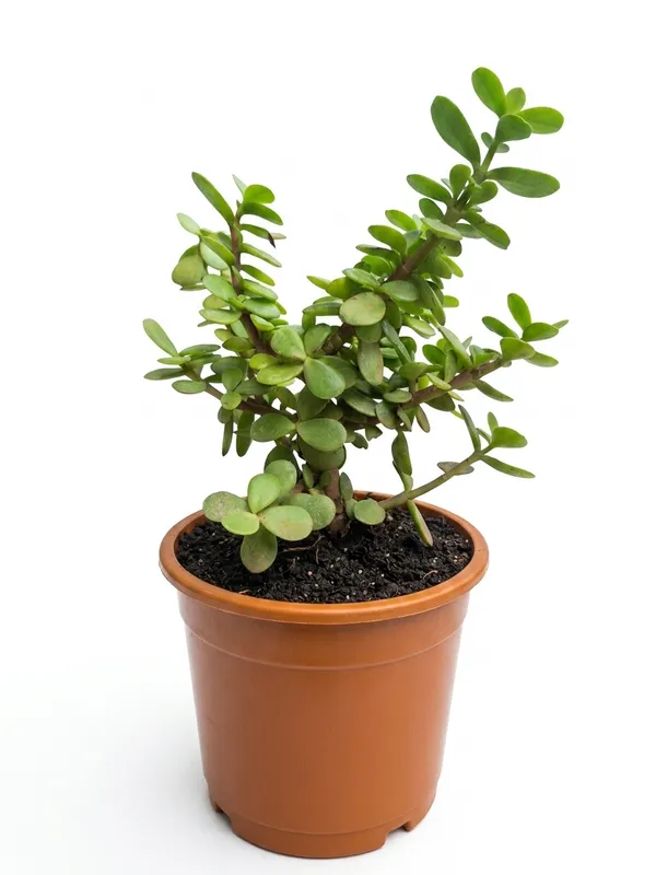 Jade_PLant