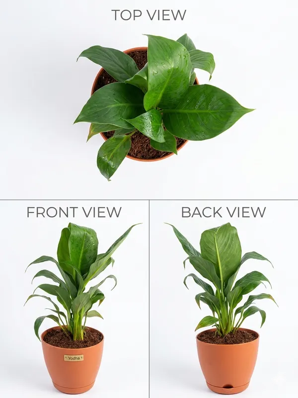 Peace_Lily__Yds