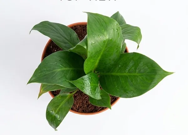 Peace_Lily__Yds