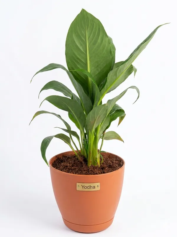 Peace_Lily__Yds