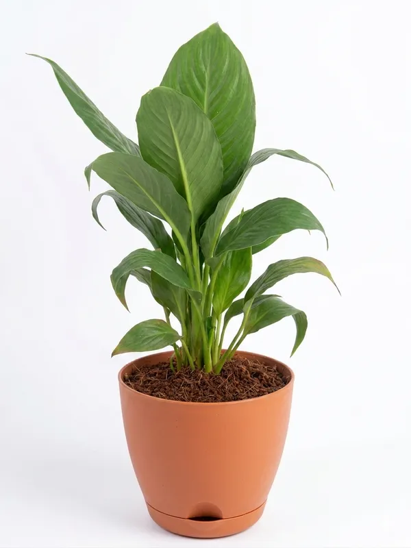 Peace_Lily__Yds