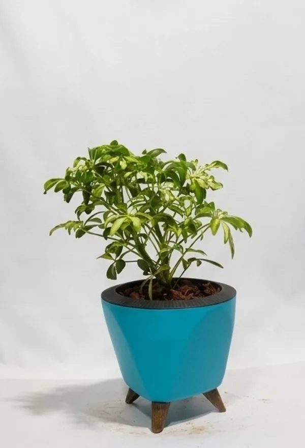 Saplera_Dwarf_Mini_LGs