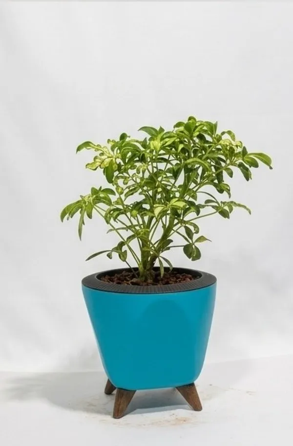 Saplera_Dwarf_Mini_LGs