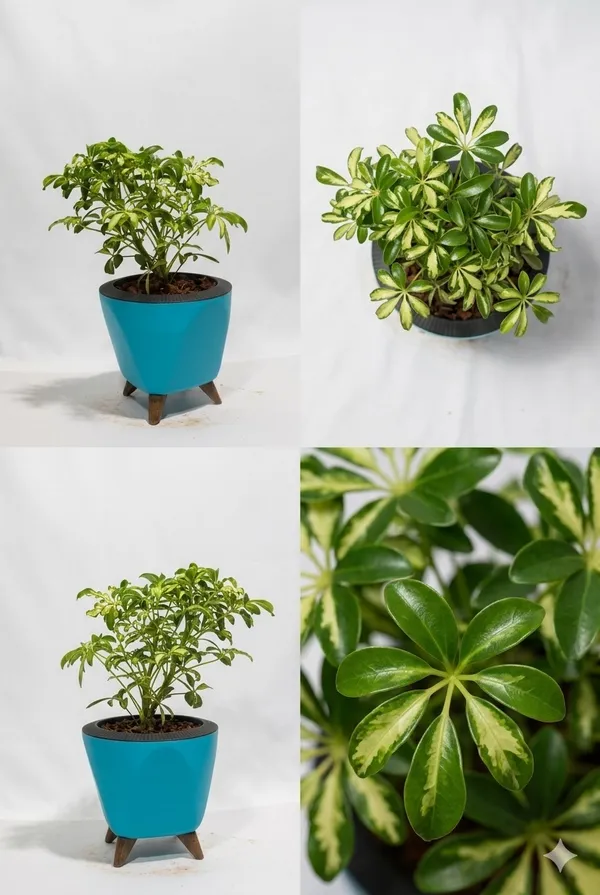 Saplera_Dwarf_Mini_LGs