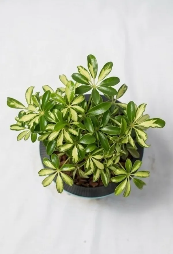 Saplera_Dwarf_Mini_LGs