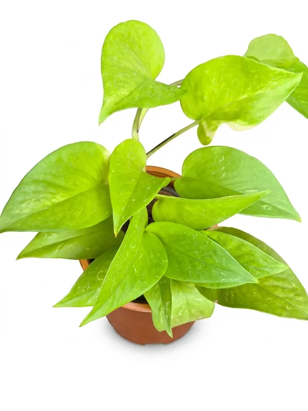 Money_Plant