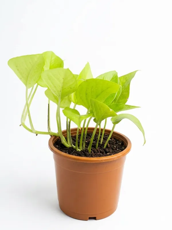 Money_Plant