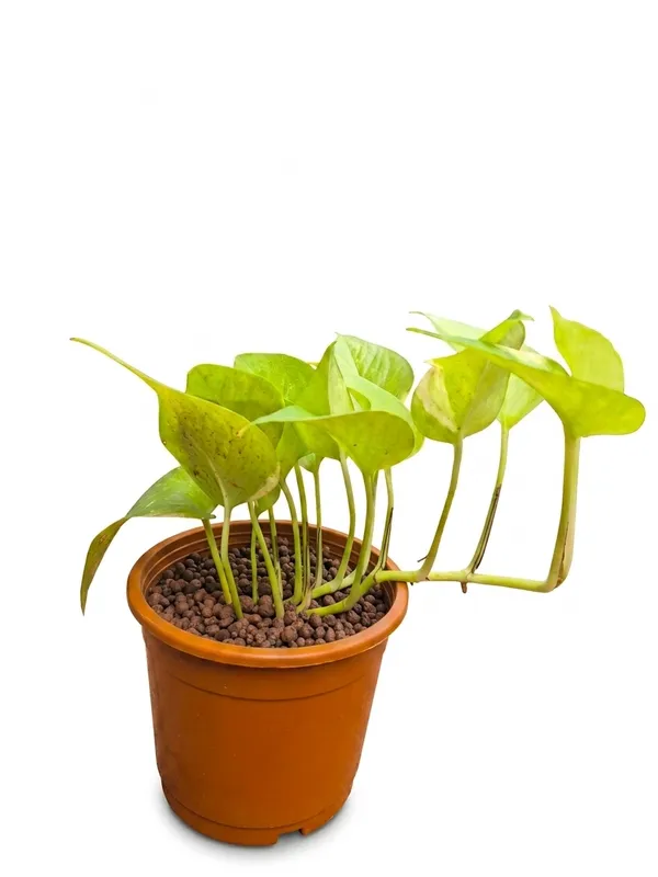Money_Plant