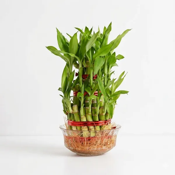 Lucky_Bamboo_3_Layer