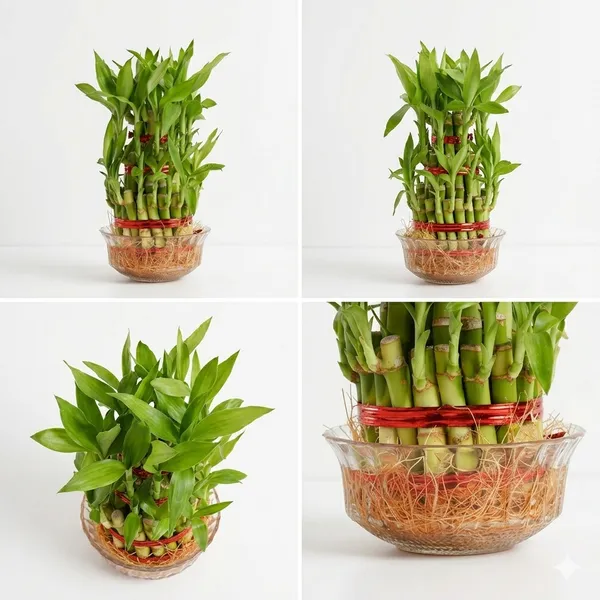 Lucky_Bamboo_3_Layer