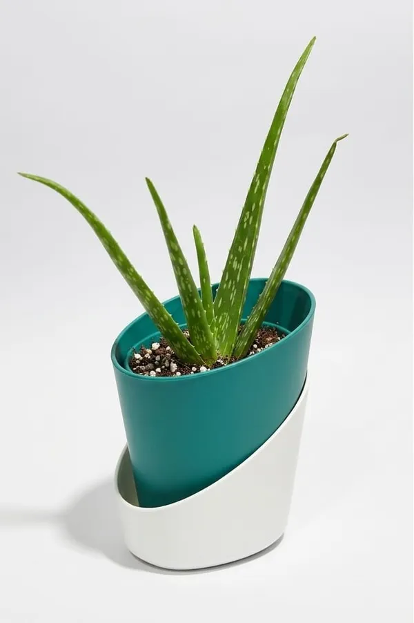 Aloe_Vera_Plant_ATs