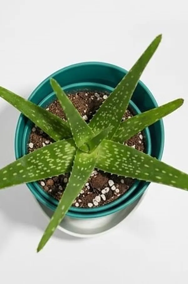 Aloe_Vera_Plant_ATs