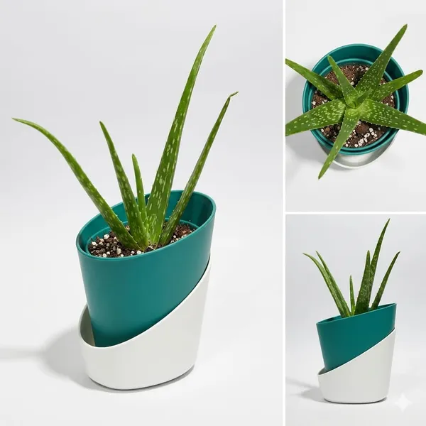 Aloe_Vera_Plant_ATs