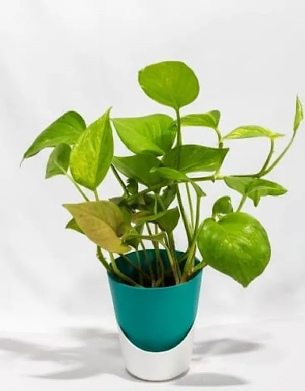 Money_Plant_ATs
