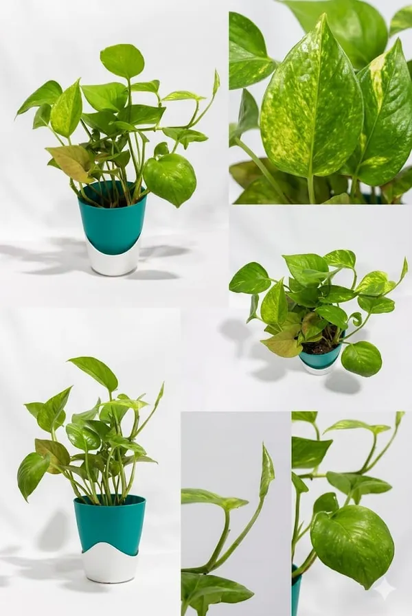 Money_Plant_ATs