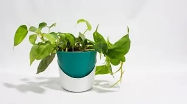 Money_Plant_ATs